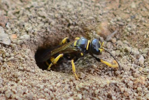 Réf. 207 659 : Gorytes planifrons